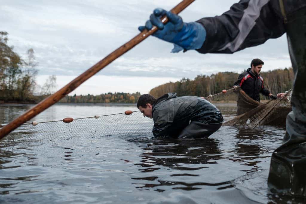 Im Haslauer Teich bei Heidenreichstein im nördlichen Waldviertel werden jeden Herbst heimischen Speisefischen in Bioqualität abgefischt. Fotoreportage über Fischen, Reportage Fotograf Wolfgang Lehner based in Linz Austria