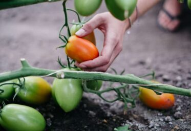 Fotoreportage Adamah Biohof @ Wolfgang Lehner, bei der Tomatenernte