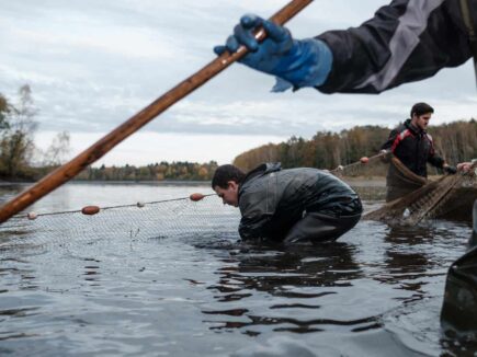 Im Haslauer Teich bei Heidenreichstein im nördlichen Waldviertel werden jeden Herbst heimischen Speisefischen in Bioqualität abgefischt. Fotoreportage über Fischen, Reportage Fotograf Wolfgang Lehner based in Linz Austria